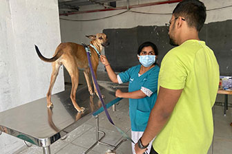 Instagram post showcasing pet care