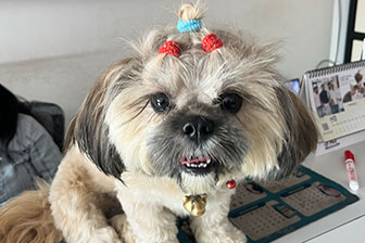 Instagram post showcasing pet care