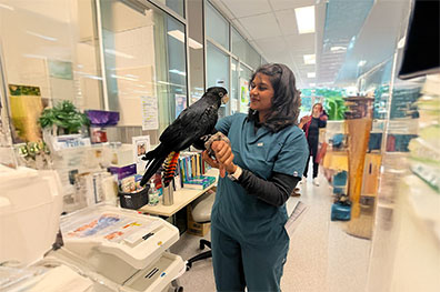 Dr. Achilya Harry Pynam, Veterinarian